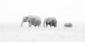 146 Masai Mara, olifanten